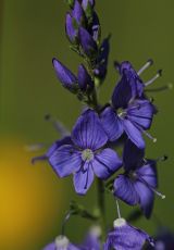 Ehrenpreis Grosser V teucrium Liebenau
